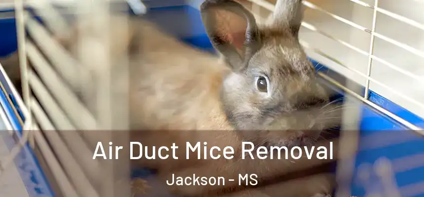 Air Duct Mice Removal Jackson - MS